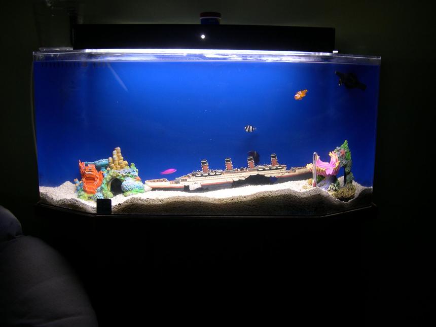Rated #59: 29 Gallons Saltwater Fish Tank - Starter tank