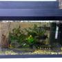 10 gallons freshwater fish tank (mostly fish and non-living decorations) - fish at work