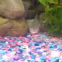 freshwater fish - piaractus brachypomum - red belly pacu stocking in 75 gallons tank - grrr