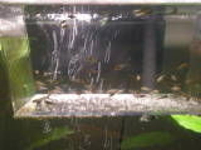 29 gallons freshwater fish tank (mostly fish and non-living decorations) - BABY MOLLIES