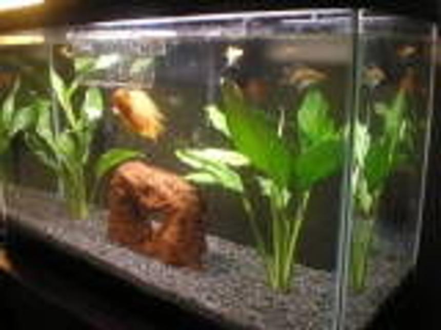 Rated #4148: 29 Gallons Freshwater Fish Tank - MY TANK