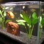 29 gallons freshwater fish tank (mostly fish and non-living decorations) - MY TANK