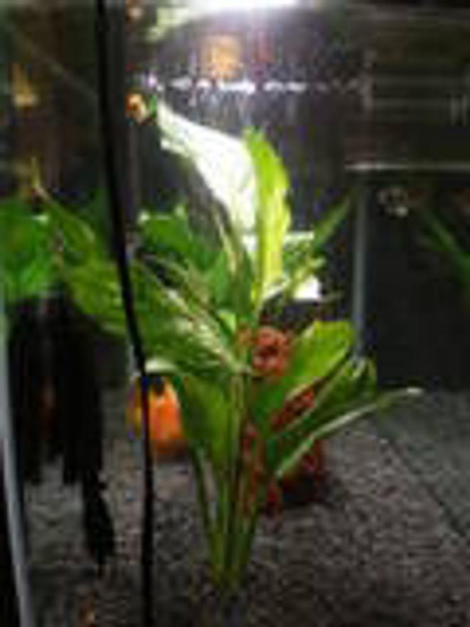 29 gallons freshwater fish tank (mostly fish and non-living decorations) - MY TANK