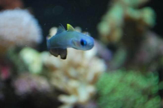 saltwater fish - ptereleotris evides - scissortail dartfish stocking in 60 gallons tank - Scissorstail goby