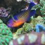 saltwater fish - centropyge bispinosa - coral beauty angelfish stocking in 60 gallons tank - Our coral beauty