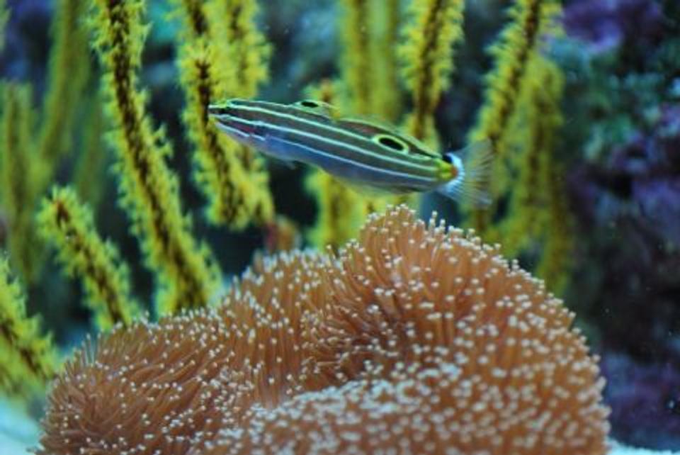 saltwater fish - amblygobius hectori - hector's goby stocking in 60 gallons tank - Gogy hanging out