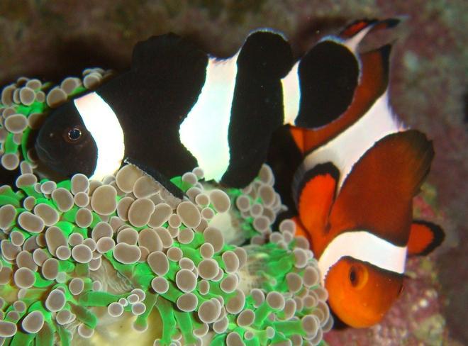 saltwater fish - amphiprion ocellaris var. - black and white ocellaris clownfish stocking in 30 gallons tank - my feesh