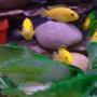 freshwater fish - labidochromis caeruleus - electric yellow cichlid stocking in 40 gallons tank - 5 of my cusious little yellow friends..i raised since birth..they are 10 of them..very healthy and strong..they love large flakes and destroy shrimp...