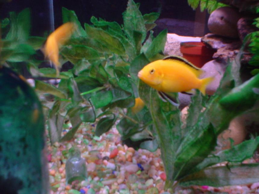 Rated #3898: 40 Gallons Freshwater Fish Tank - One of my males....perfect yellow/gold