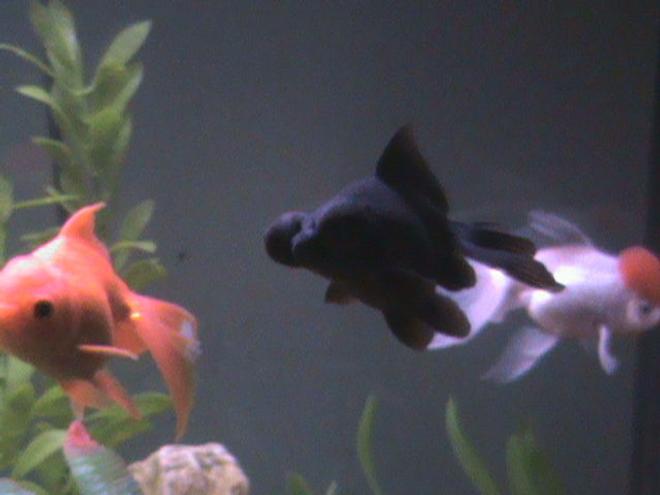 freshwater fish - carassius auratus - black moor goldfish stocking in 27 gallons tank - the gang