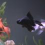 freshwater fish - carassius auratus - black moor goldfish stocking in 27 gallons tank - the gang