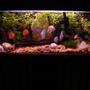 113 gallons freshwater fish tank (mostly fish and non-living decorations) - My discus tank