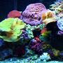75 gallons reef tank (mostly live coral and fish) - 75 gallon reef tank