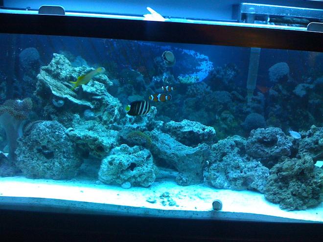 75 gallons saltwater fish tank (mostly fish, little/no live coral) - my tank