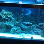 75 gallons saltwater fish tank (mostly fish, little/no live coral) - my tank