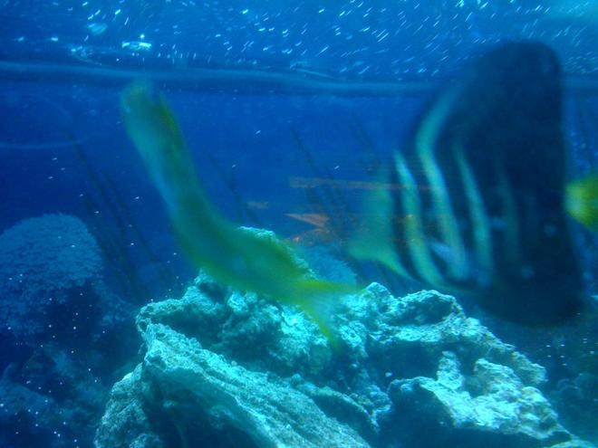 saltwater fish - zebrasoma veliferum - sailfin tang stocking in 75 gallons tank - Midas blenny  and sailfin tang