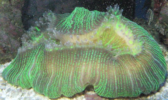 corals inverts - trachyphyllia radiata - brain coral stocking in 75 gallons tank - Open brain coral with feeding tentacles out