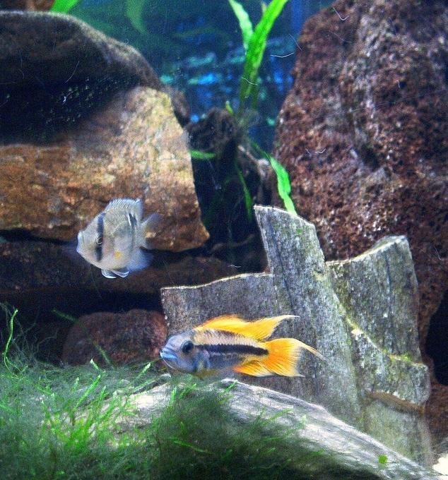 freshwater fish - cleithracara maronii - keyhole cichlid stocking in 55 gallons tank - Orange Flash and Keyhole Cichlids