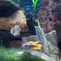 freshwater fish - cleithracara maronii - keyhole cichlid stocking in 55 gallons tank - Orange Flash and Keyhole Cichlids