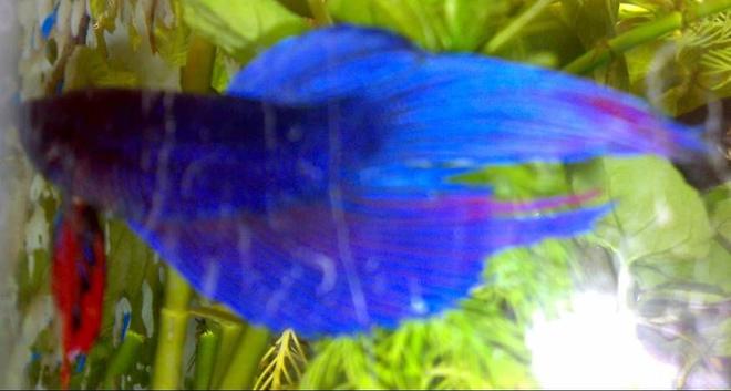 freshwater fish - betta splendens - betta - male stocking in 10 gallons tank - Betta Picture-1