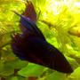 freshwater fish - betta splendens - betta - male stocking in 10 gallons tank - Betta Picture-2