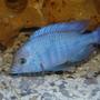 freshwater fish - cyrtocara moorii - moorei cichlid stocking in 15 gallons tank - Cyrtocara moorii (male)
