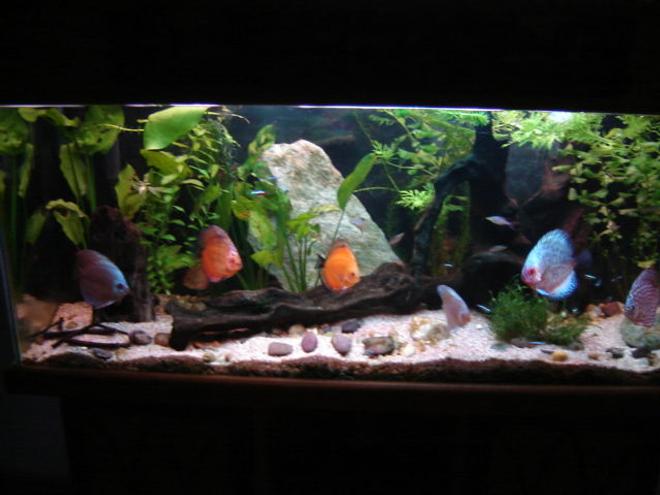 113 gallons planted tank (mostly live plants and fish) - new layout discus tank