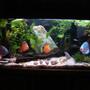 113 gallons planted tank (mostly live plants and fish) - new layout discus tank