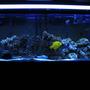 100 gallons saltwater fish tank (mostly fish, little/no live coral) - my new tank