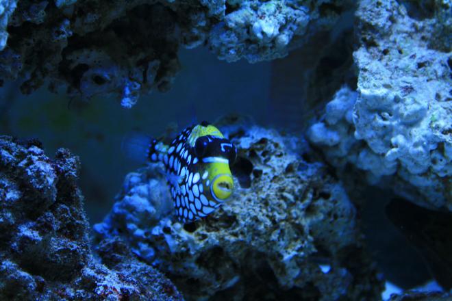 saltwater fish - balistoides conspicillum - clown triggerfish stocking in 100 gallons tank - My New Clown Trigger
