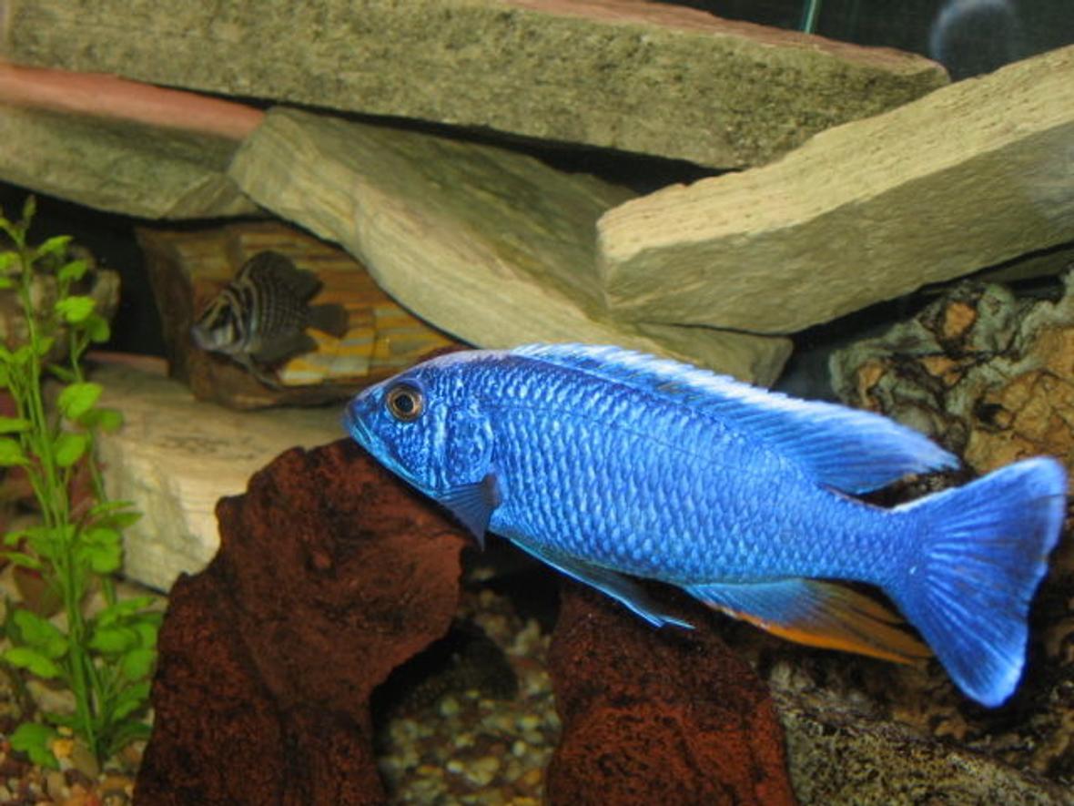 freshwater fish - sciaenochromis ahli - electric blue cichlid stocking in 125 gallons tank - Blue AHLI