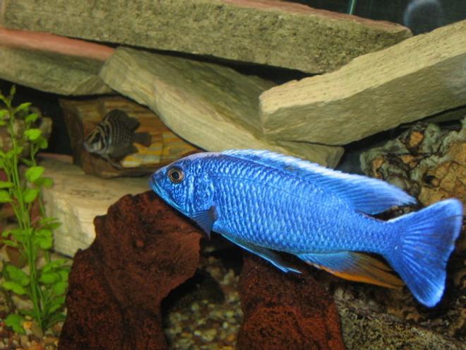 freshwater fish - sciaenochromis ahli - electric blue cichlid stocking in 125 gallons tank - Blue AHLI