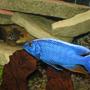 freshwater fish - sciaenochromis ahli - electric blue cichlid stocking in 125 gallons tank - Blue AHLI