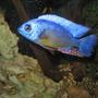 freshwater fish - protomelas steveni - taiwan reef stocking in 125 gallons tank - Taiwan Reef