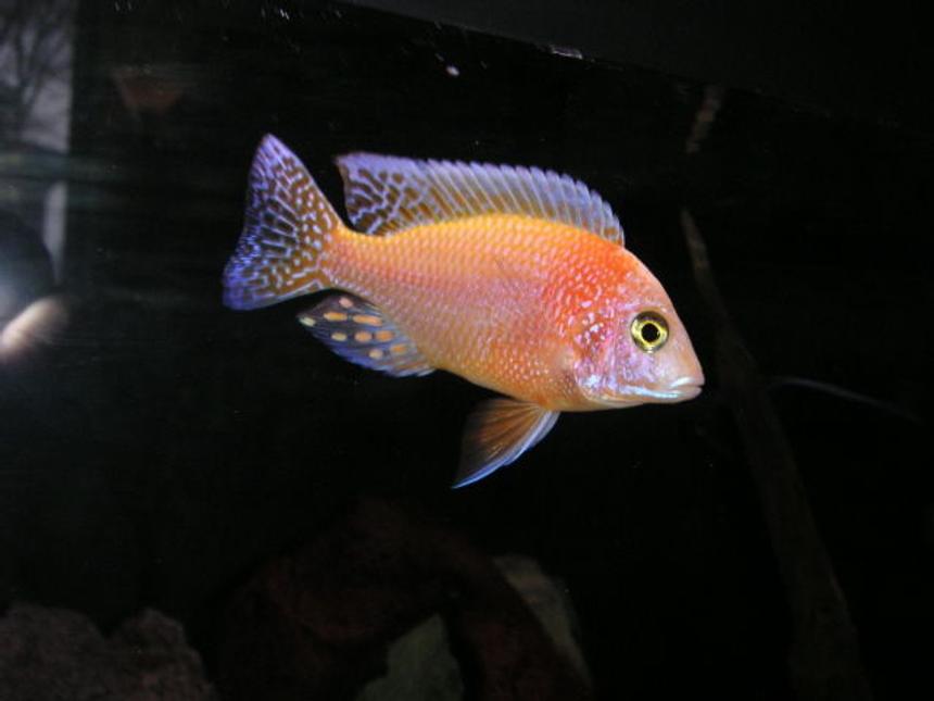 Rated #352: Freshwater Fish - Aulonocara Sp. - Dragon Blood Peacock Stocking In 125 Gallons Tank - RED DRAGON