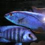 freshwater fish - protomelas steveni - taiwan reef stocking in 125 gallons tank - ANYONE HUNGRY?