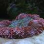 corals inverts - lobophyllia hemprichii - aussie lobed brain coral stocking in 130 gallons tank - Orange & green brain