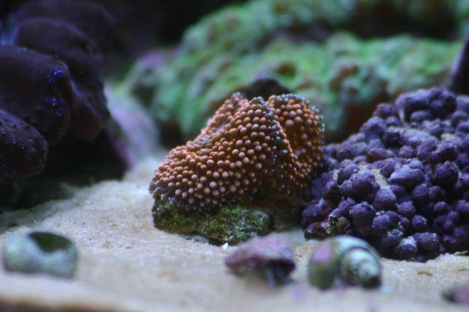 corals inverts - ricordea yuma - ricordea mushroom stocking in 130 gallons tank - Orange ricordia
