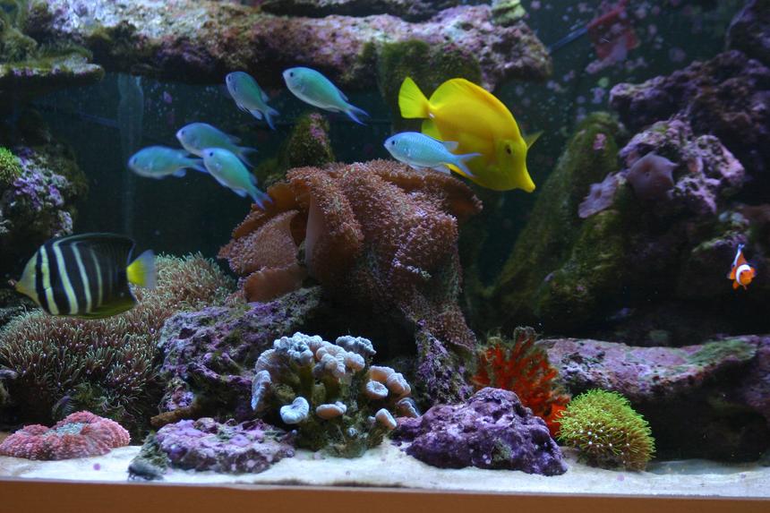 Rated #68: 130 Gallons Reef Tank - mix: my sailfin tang, yellow tang, chromis, 1 clown, my orange sponge, some GSP, lavander mush, purple mush, orange brain,...