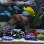 130 gallons reef tank (mostly live coral and fish) - mix: my sailfin tang, yellow tang, chromis, 1 clown, my orange sponge, some GSP, lavander mush, purple mush, orange brain,...