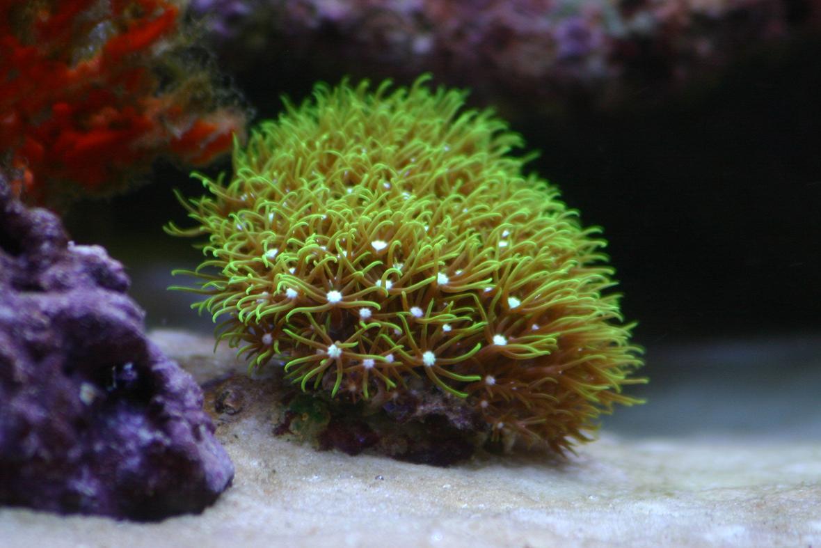 corals inverts - briareum sp. - starburst polyp stocking in 130 gallons tank - Green star polyp (frag)