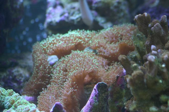 corals inverts - rhodactis indosinensis - hairy mushroom stocking in 130 gallons tank - Green hairy mush...