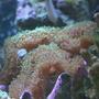 corals inverts - rhodactis indosinensis - hairy mushroom stocking in 130 gallons tank - Green hairy mush...