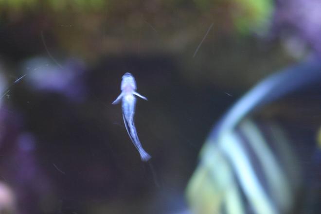 saltwater fish - elacatinus oceanops - neon goby stocking in 130 gallons tank - Neon goby, cleans other fishes...