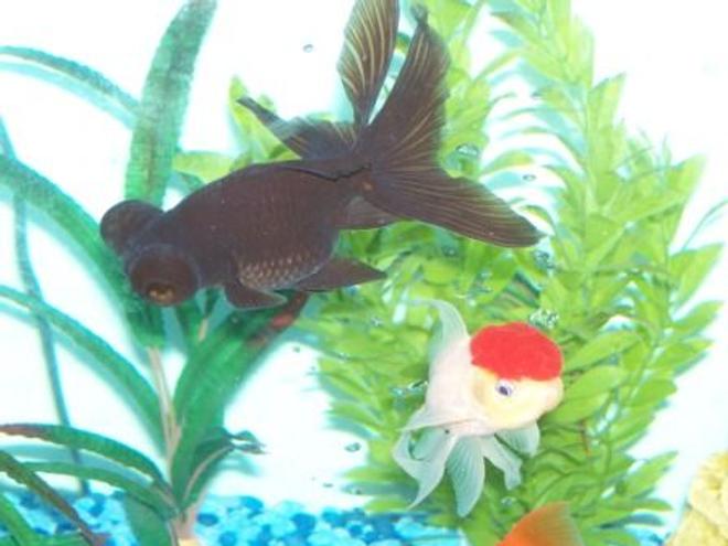 freshwater fish - carassius auratus - black moor goldfish stocking in 27 gallons tank - Rijel & Pearl