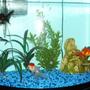27 gallons freshwater fish tank (mostly fish and non-living decorations) - my tank