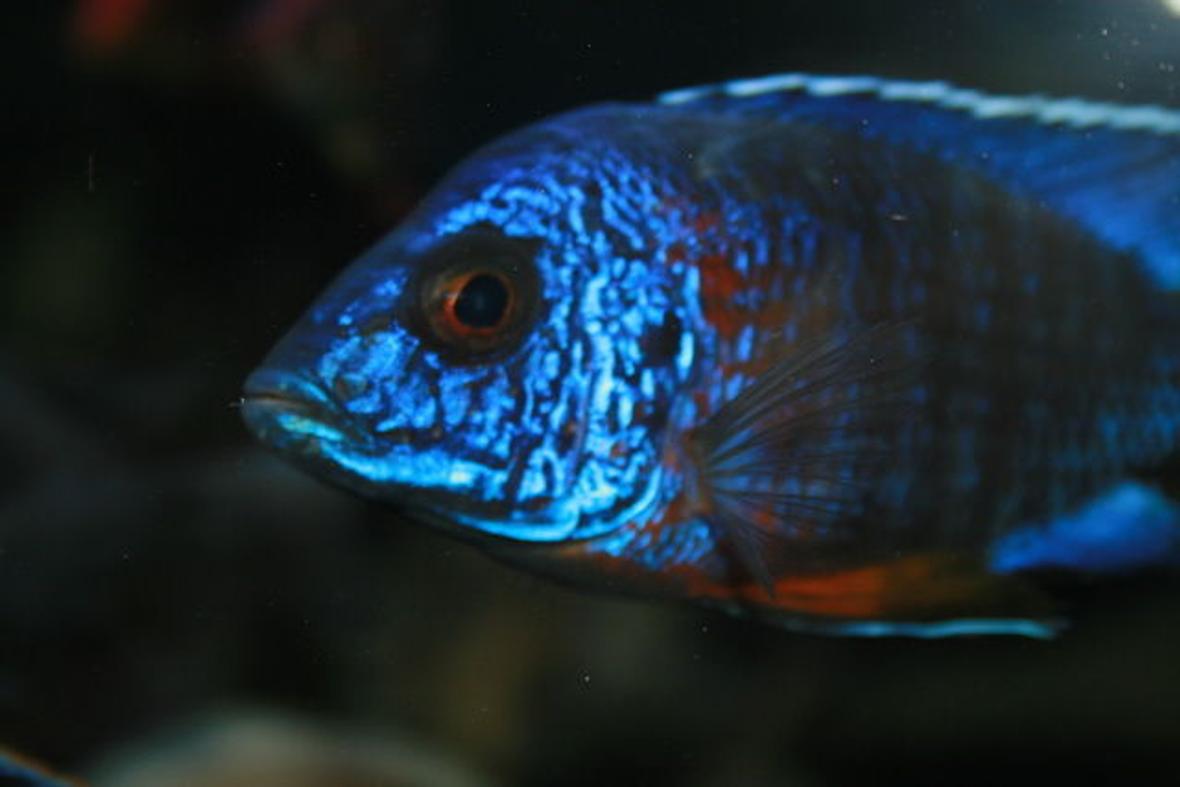 freshwater fish - aulonocara stuartgranti - ngara flametail stocking in 210 gallons tank - look