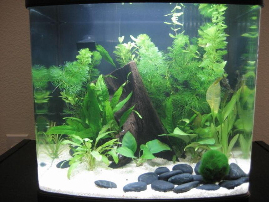 Rated #1277: 8 Gallons Planted Tank - I'm a newb to the freshwater plant aquarium scene.  I've taken care of salt and fresh water fish, but I've never done plants.  I knew this would happen...  I love my 8 gallon, but now i want a bigger tank haha!