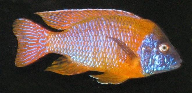 freshwater fish - aulonocara rubescens - ruby red peacock stocking in 75 gallons tank - Ruby Red Peacock Aulonocara Rubescens