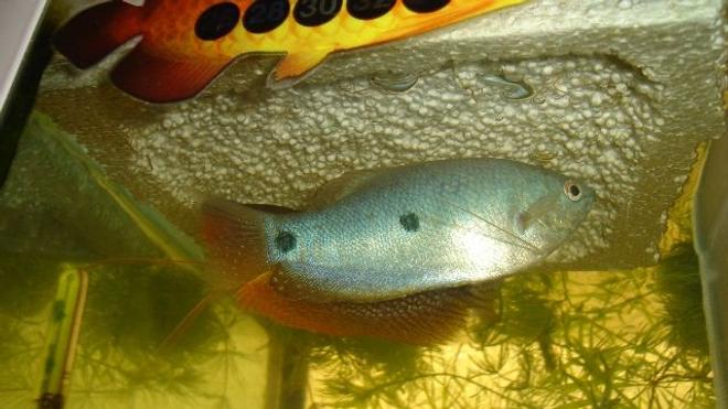 freshwater fish - trichogaster trichopterus - blue gourami stocking in 70 gallons tank - gourami